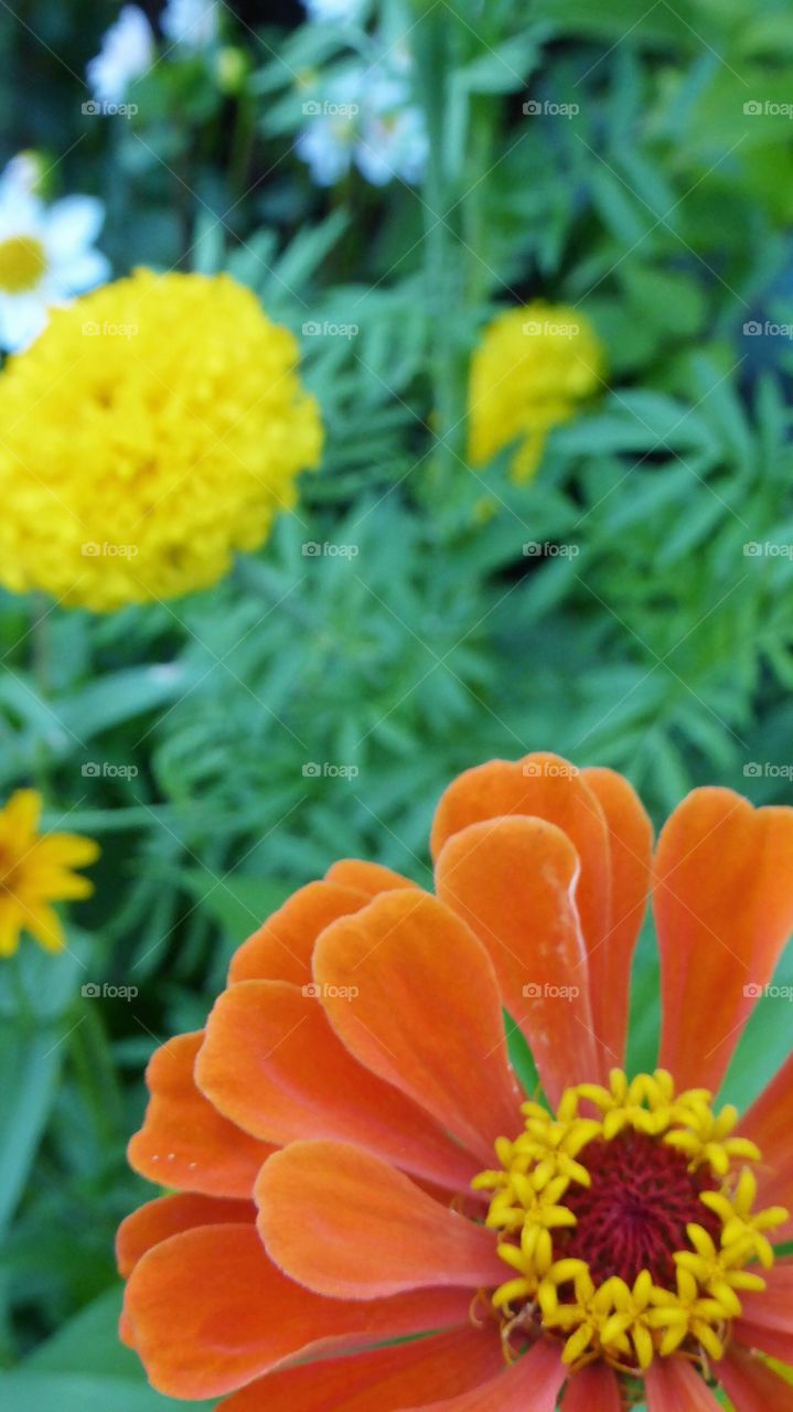 A lot of flowers. A lot of flowers in my garden