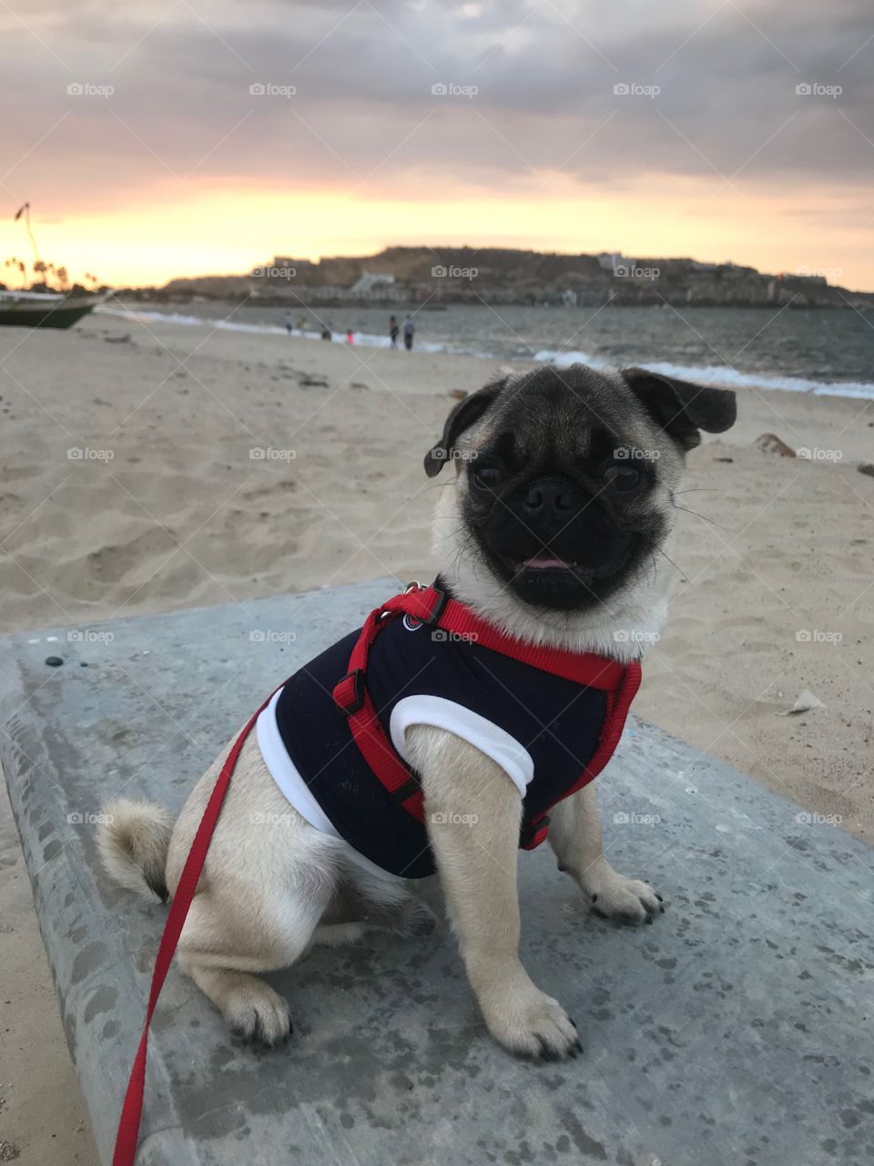 atardecer, pug carlino, dog, playa, sea, sands, nature, relax