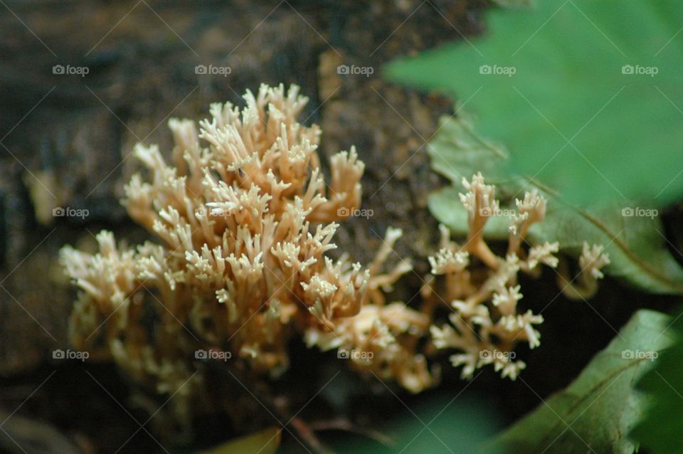 coral fungus