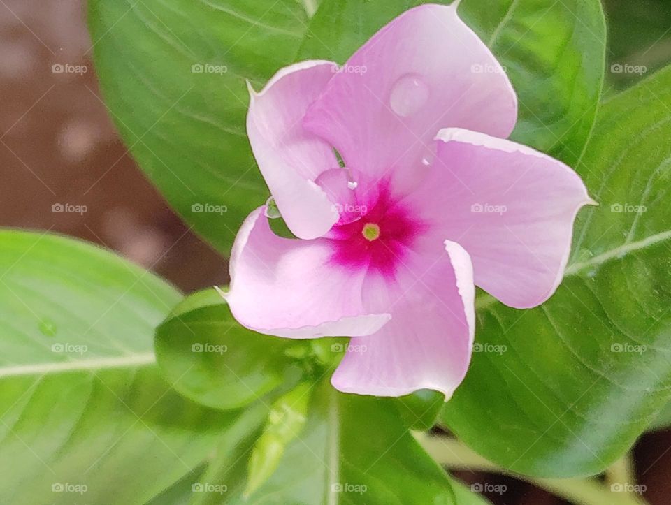periwinkle pink flower seasonal fresh shurb looks very beautiful generally found everywhere