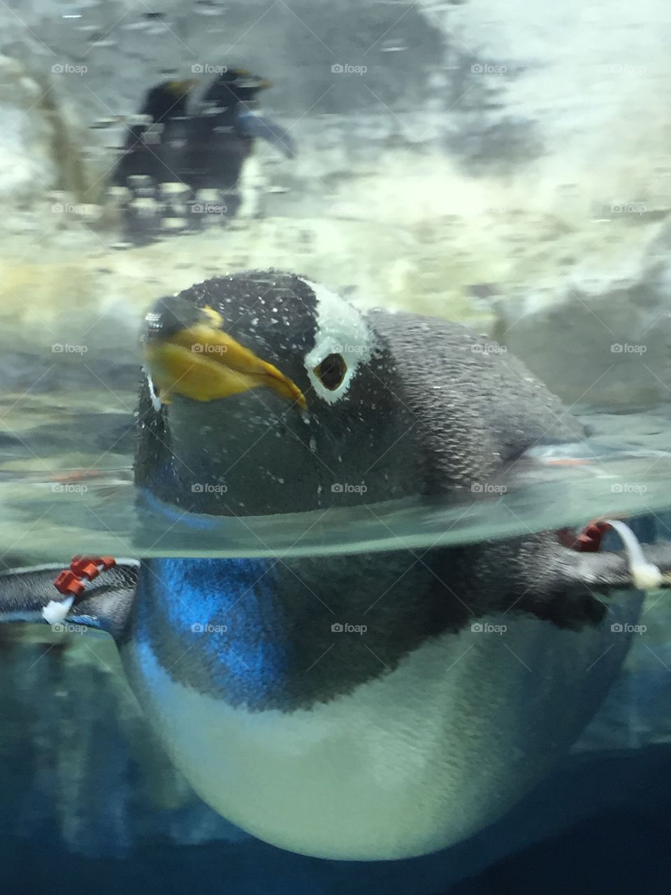 Penguin at Atlanta's Georgia Aquarium