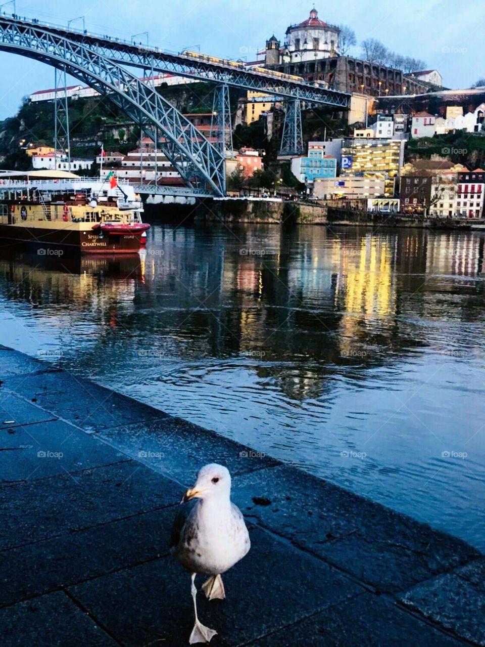 Seagull in the city