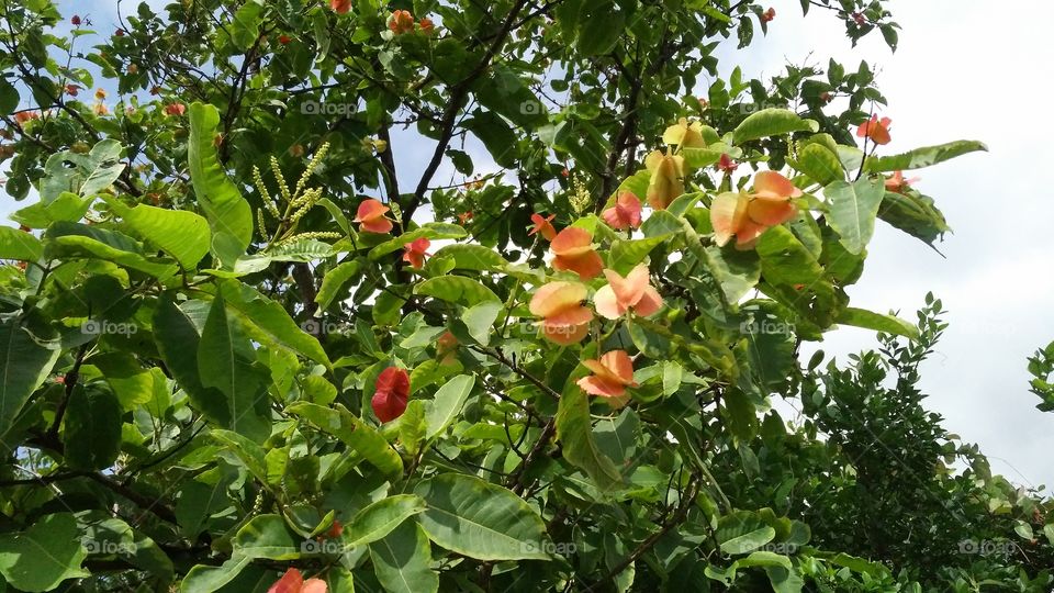 a flowers tree in the Forest