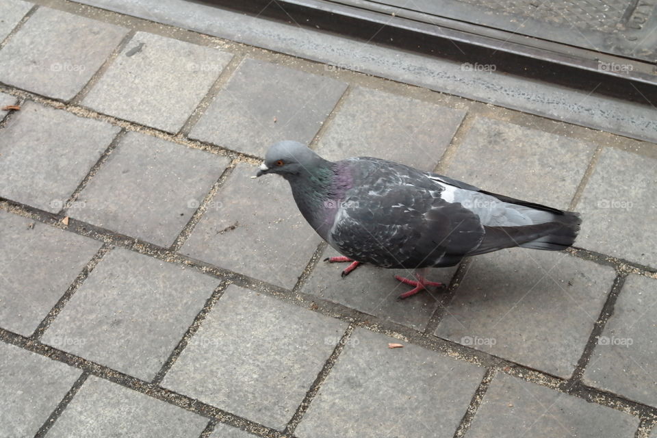 Pigeon, No Person, Stone, Outdoors, Nature