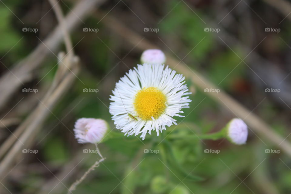 tiny bug on white flower