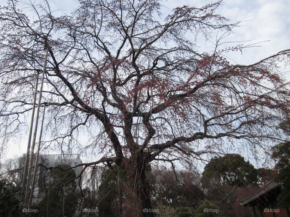 Asakusa Kannon. Sensoji Buddhist Temple and Gardens. Tokyo, Japan.  Scraggly Tree