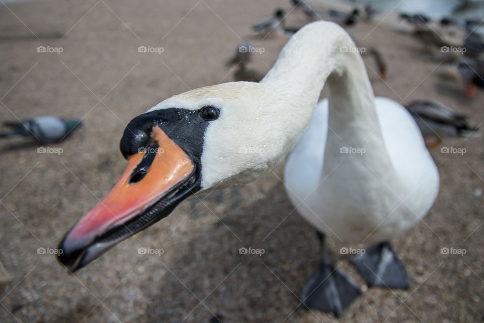 Bird, No Person, Swan, Waterfowl, Goose