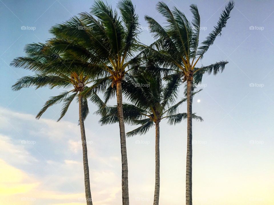 Palm trees on sunset