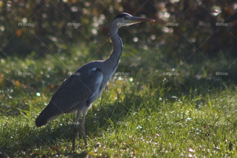 Blue heron on grass