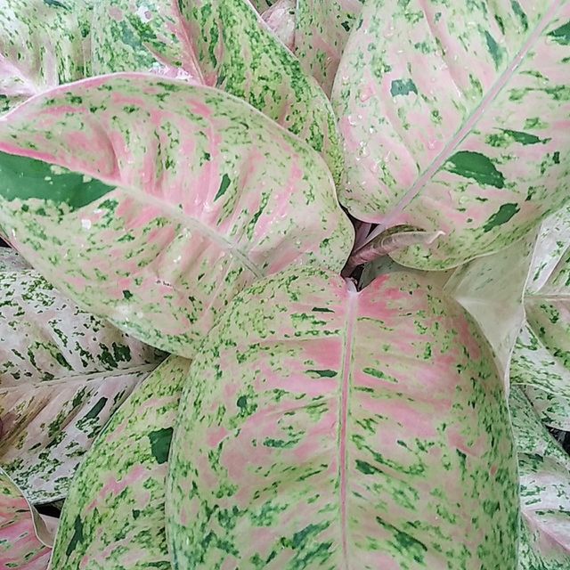 Wide leaf with pink green combination