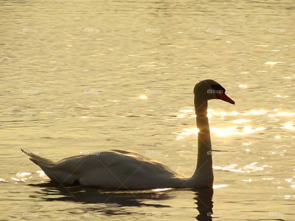 swan at sun set