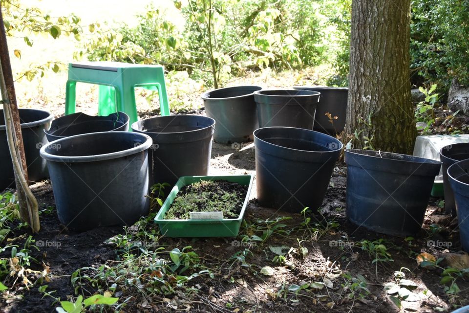 Pots and sprouts