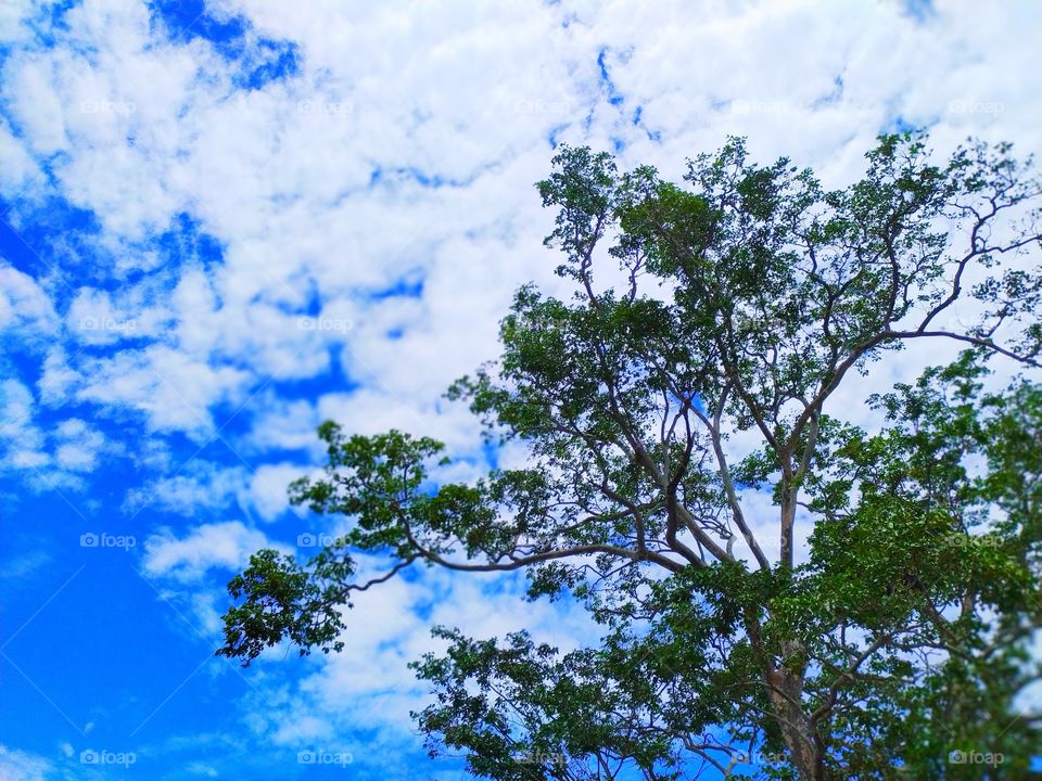 tree and sky view