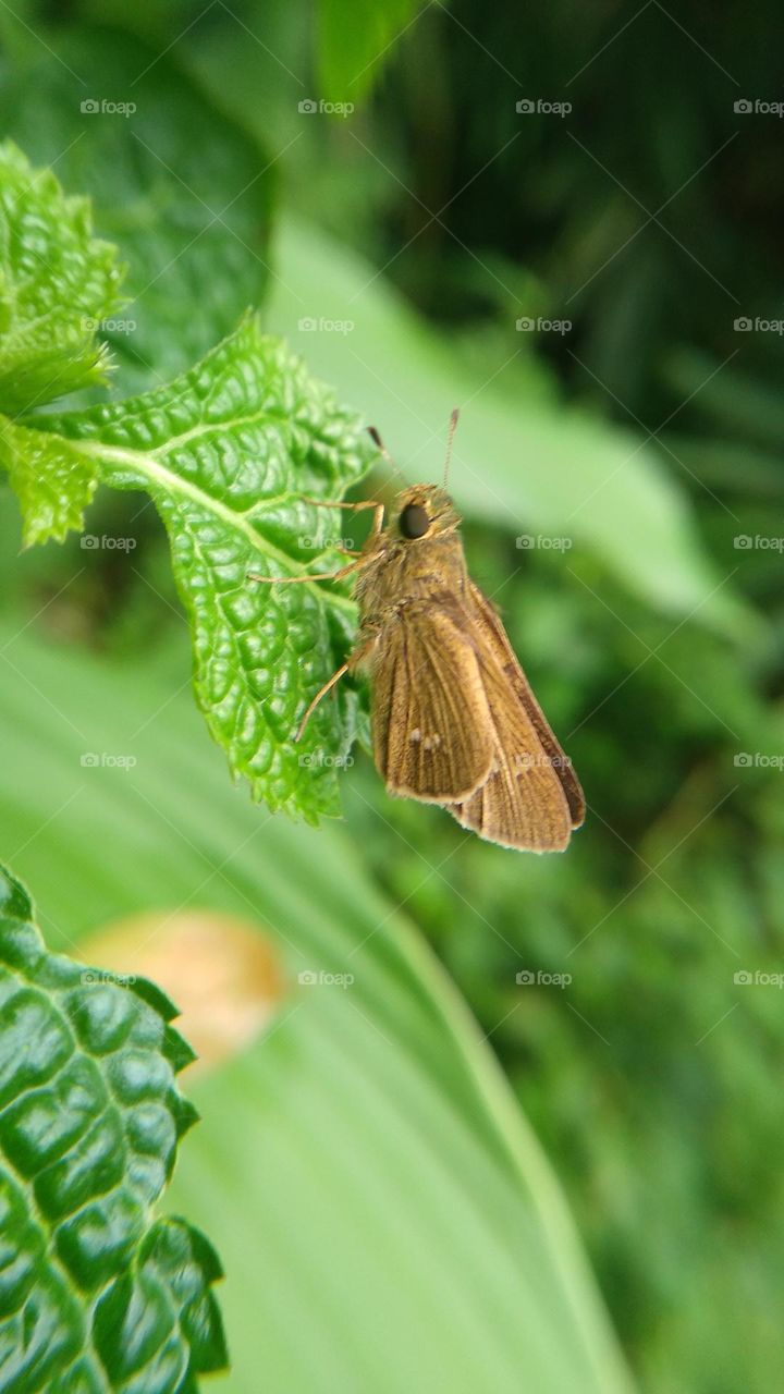 Beautiful butterfly perched on a wet leaf