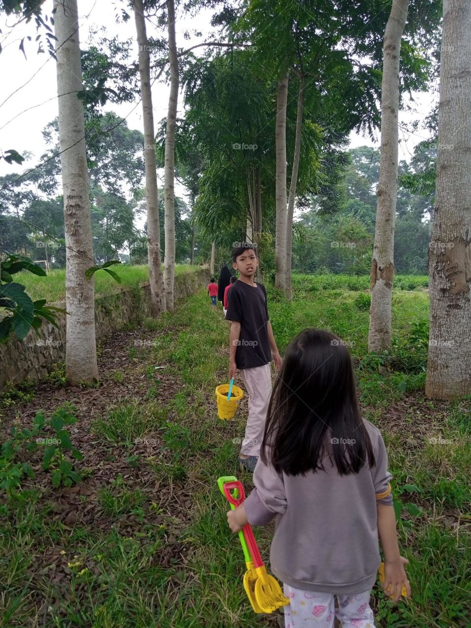 tea garden growing in west java