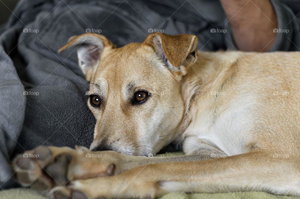 Dog lays on the sofa next to his person