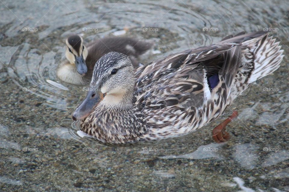 Ducks afloat 