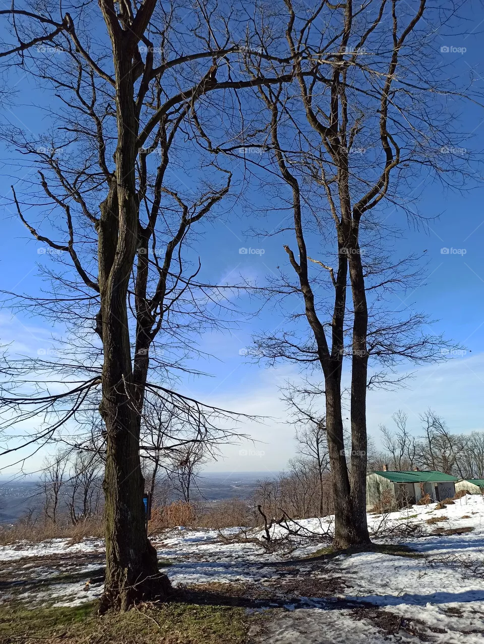 two trees in the winter against clear blue sky