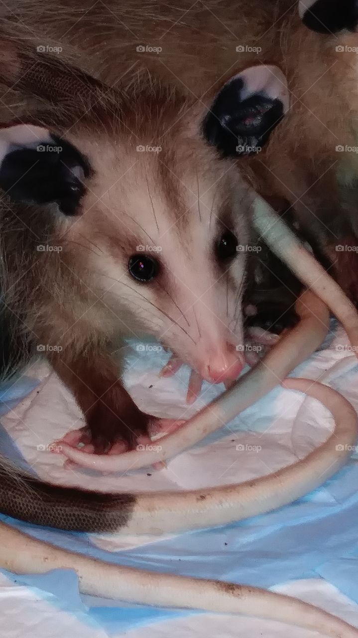 opossum