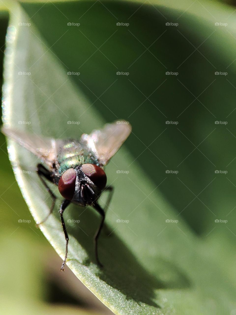 A fly on a plant