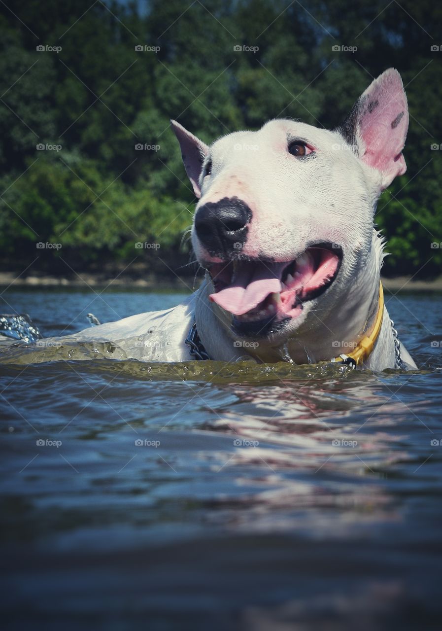 swimming dog