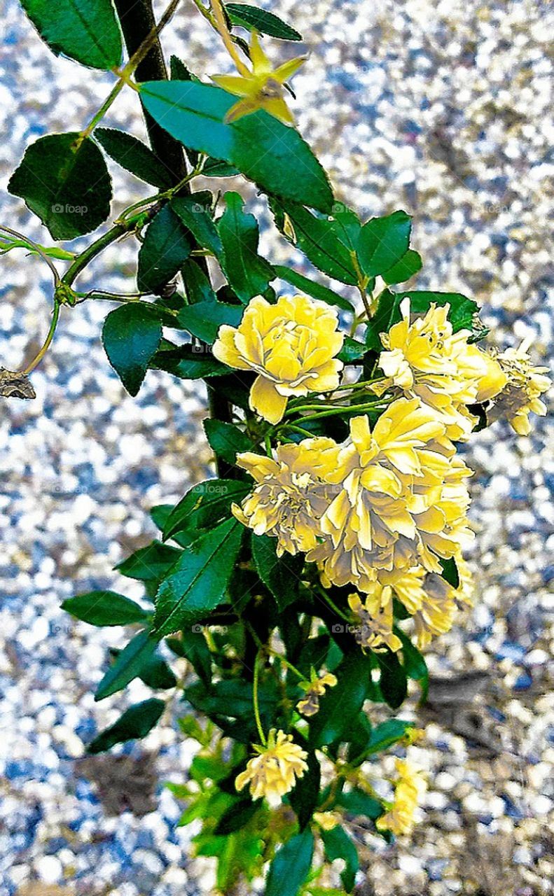 yellow vined blossom