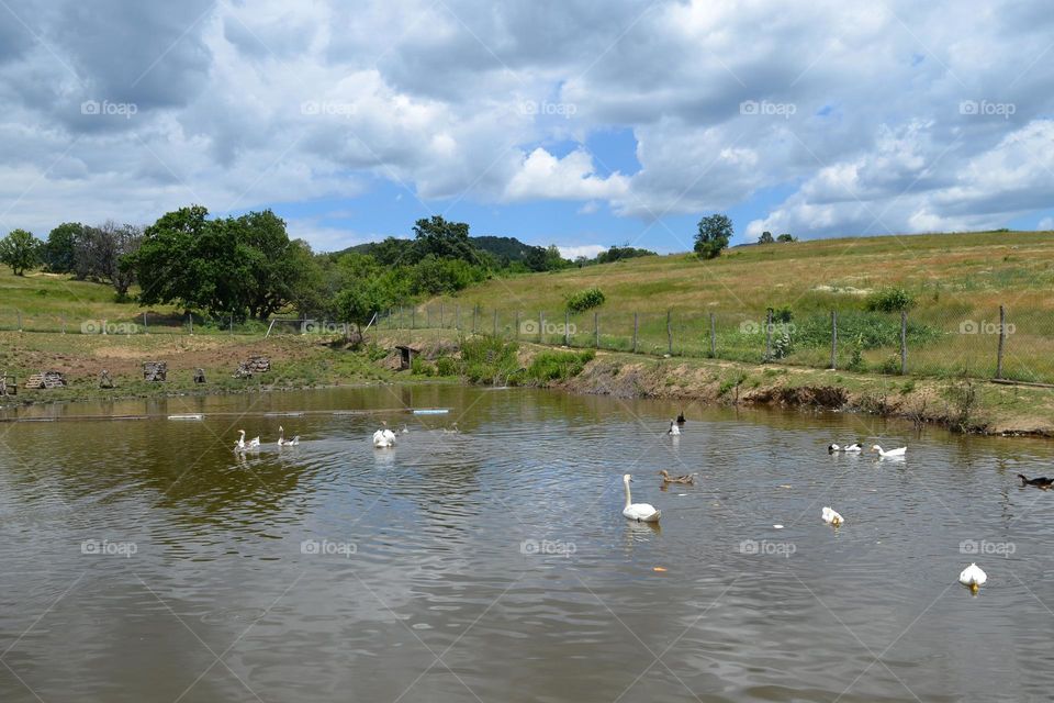 Mission Birds&Bees - Nature in Motion