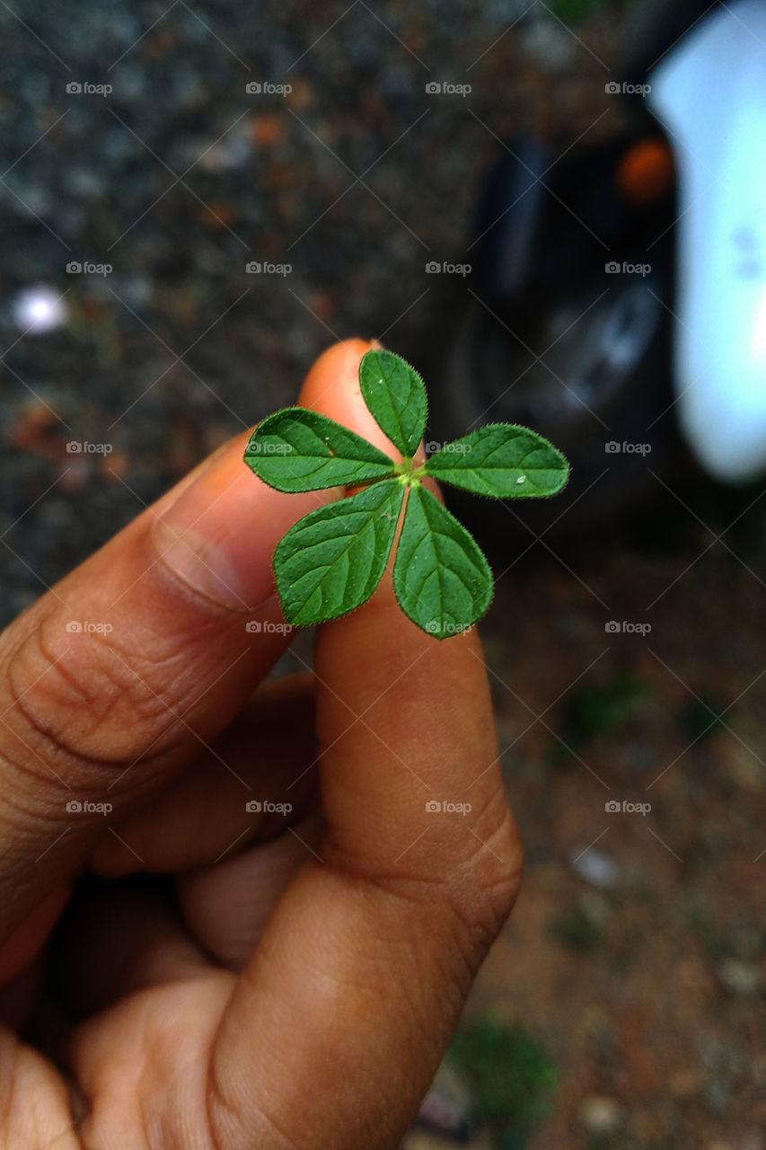 Child Holding a five leaf clover