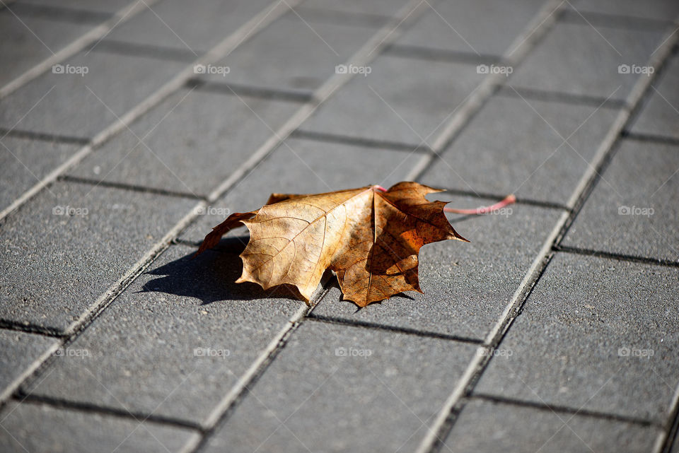 Lonely maple leaf on the sidewalk