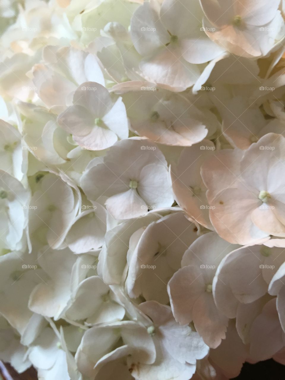 White hydrangea