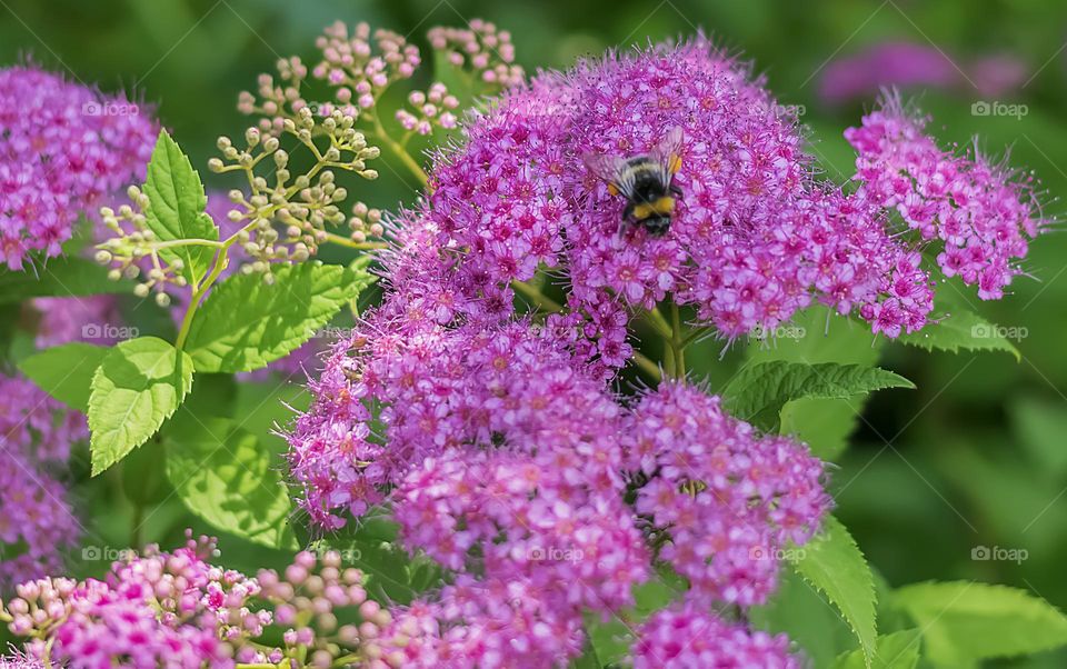The bee flies over a purple garden flower