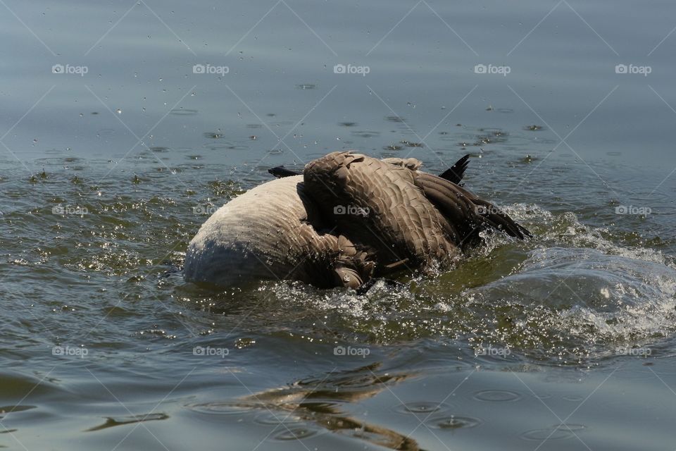 Giant bubble from goose bath 