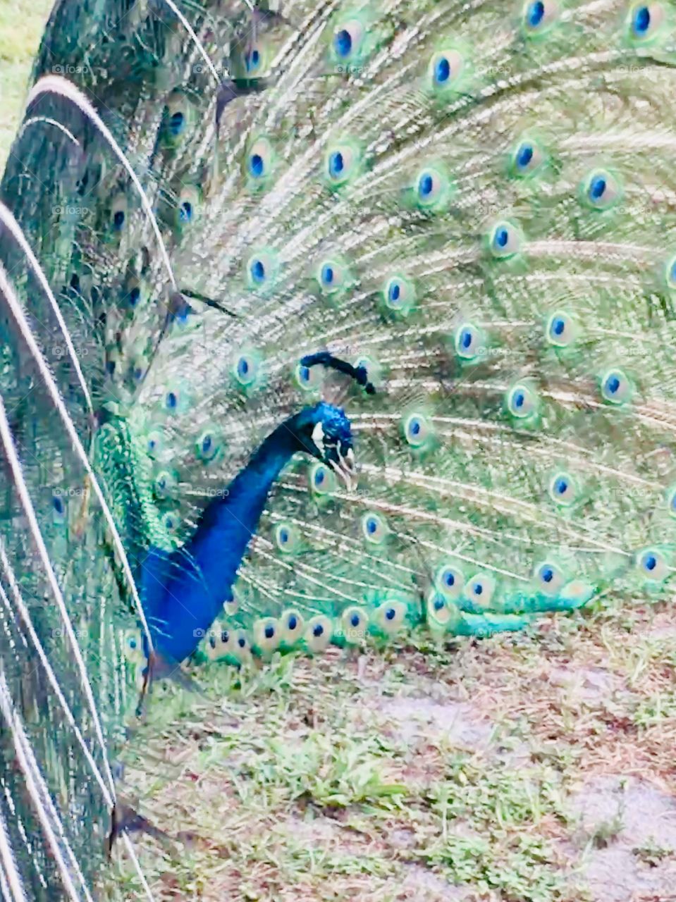 Very close up of a beautiful peacock in Florida profile 