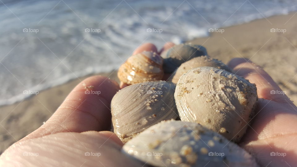 Close-up of sea shell on holding hand