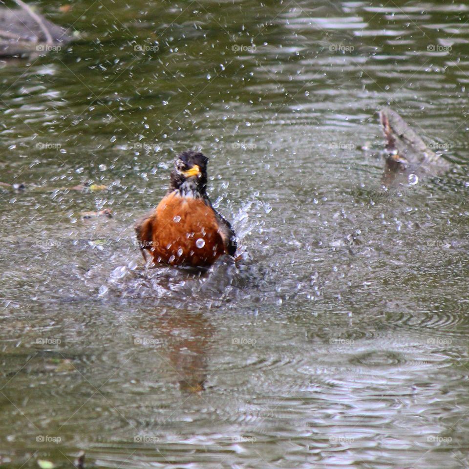Splish splash the robin is taking a bath. An American robin having fun playing in the water. 