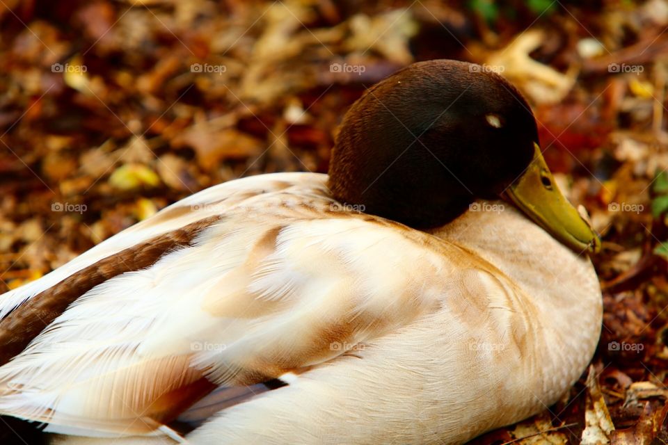 Sleeping duck