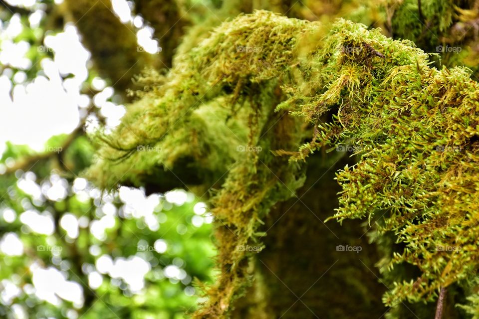 moss on the tree in relict forest of garajonay national park on la gomera canary island in Spain