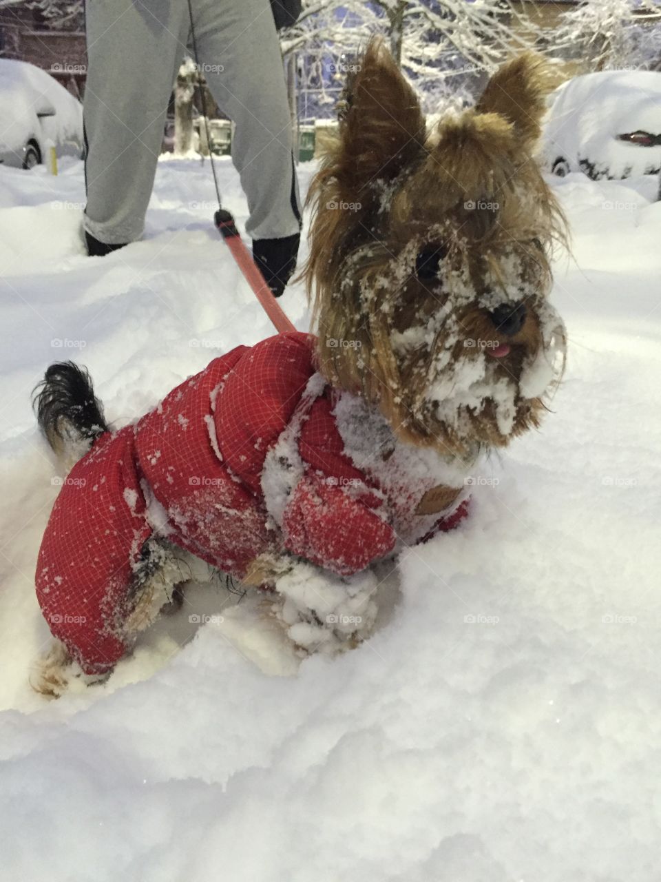 walking an yorkie in the winter