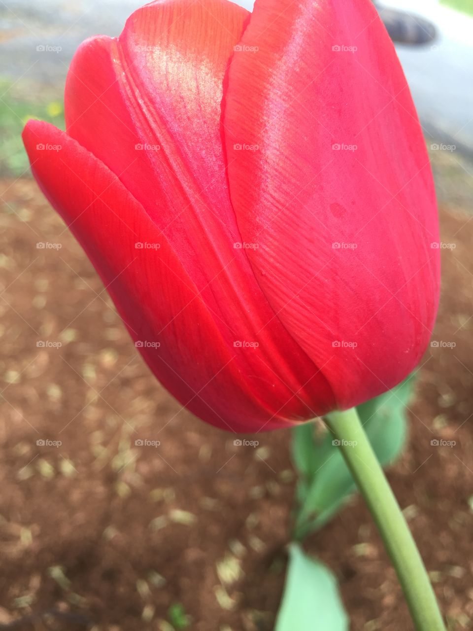 Tulip 