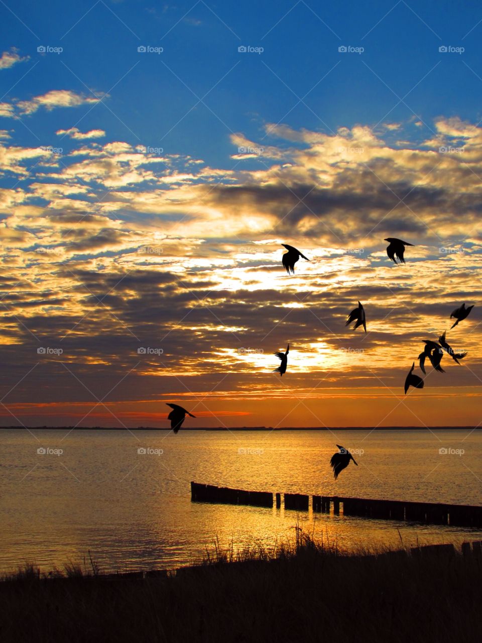 Birds flying over sea