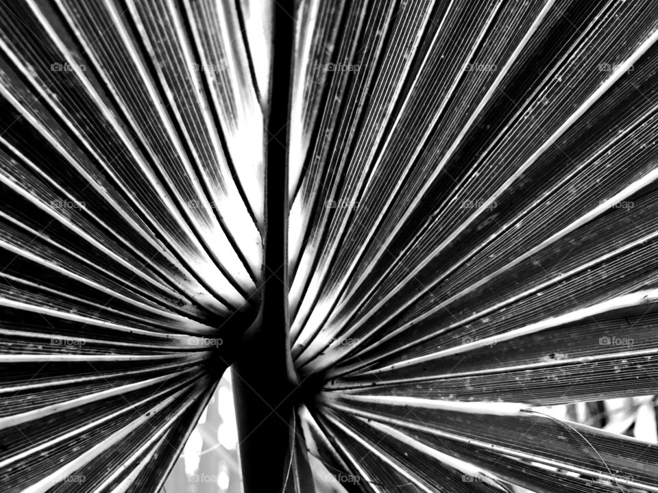 Light shining behind a palm frond as seen in black and white.