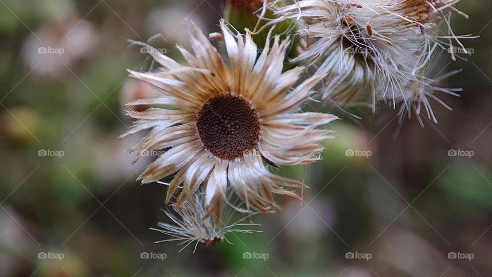 Dried flower with a perfect round shaped inside