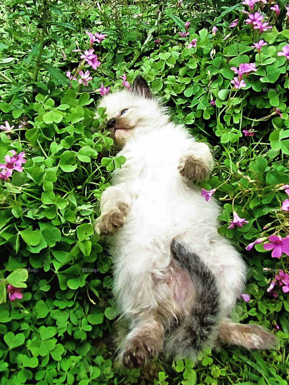 siamese kitten taking a nap in the flowers