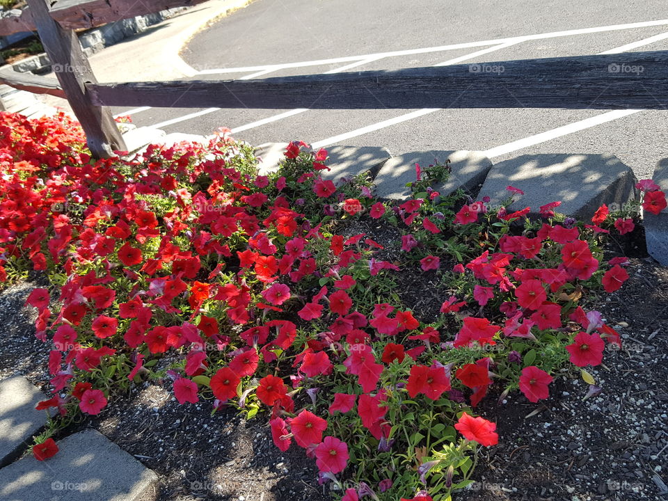 petunias