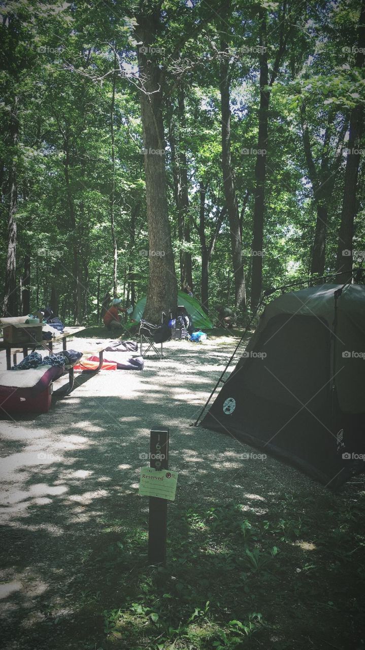 Setting up a camping site in the woods, surrounded by lush forest trees on a sunny day 