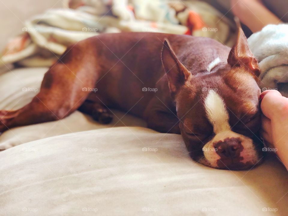 Sleeping doggo 