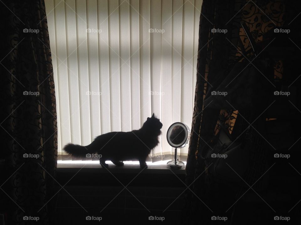 Mirror,mirror who’s beautifully cat!