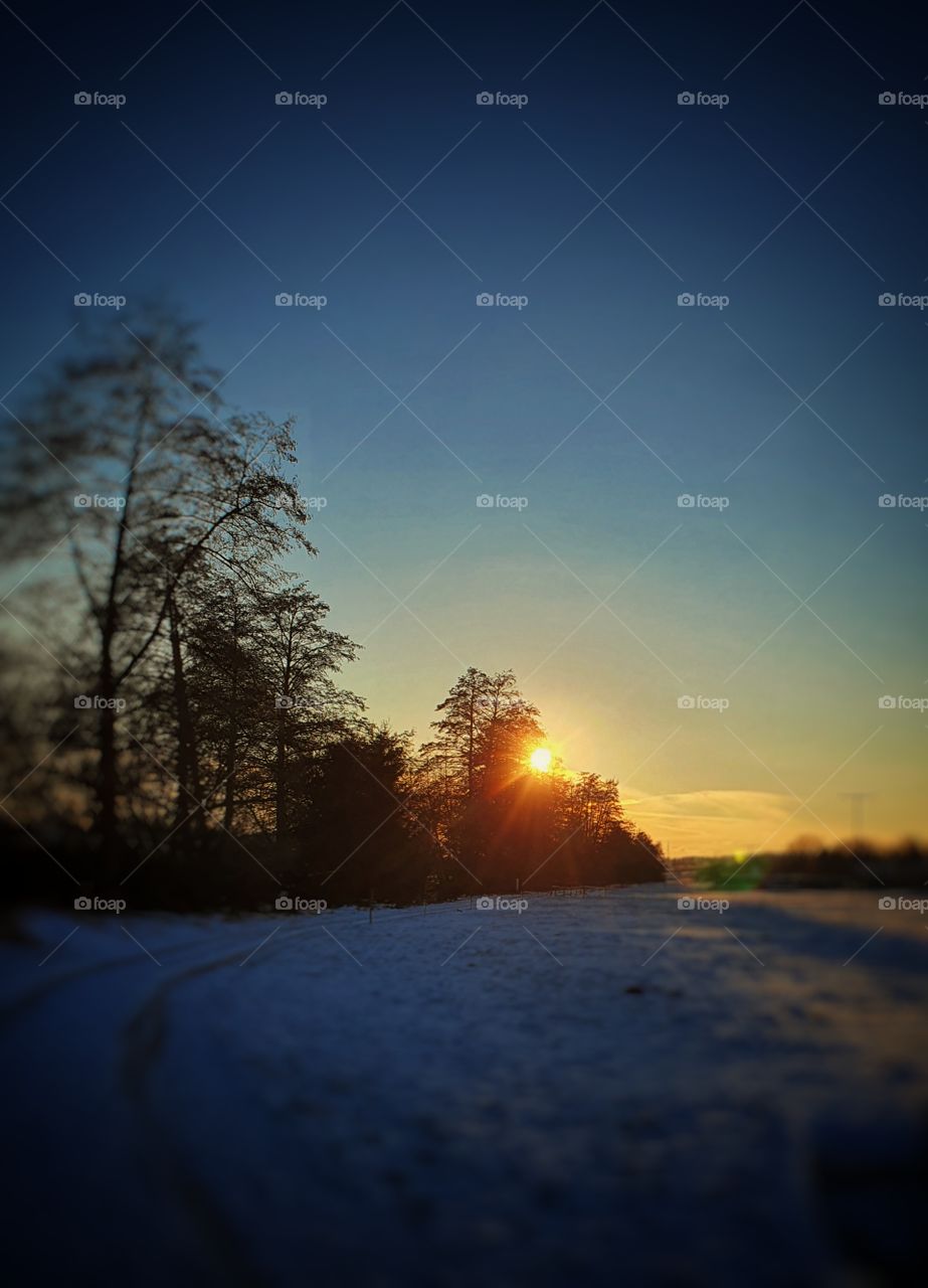 Winter sunset behind trees