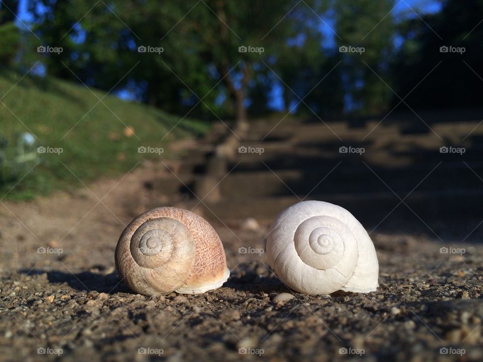 Pair of snails