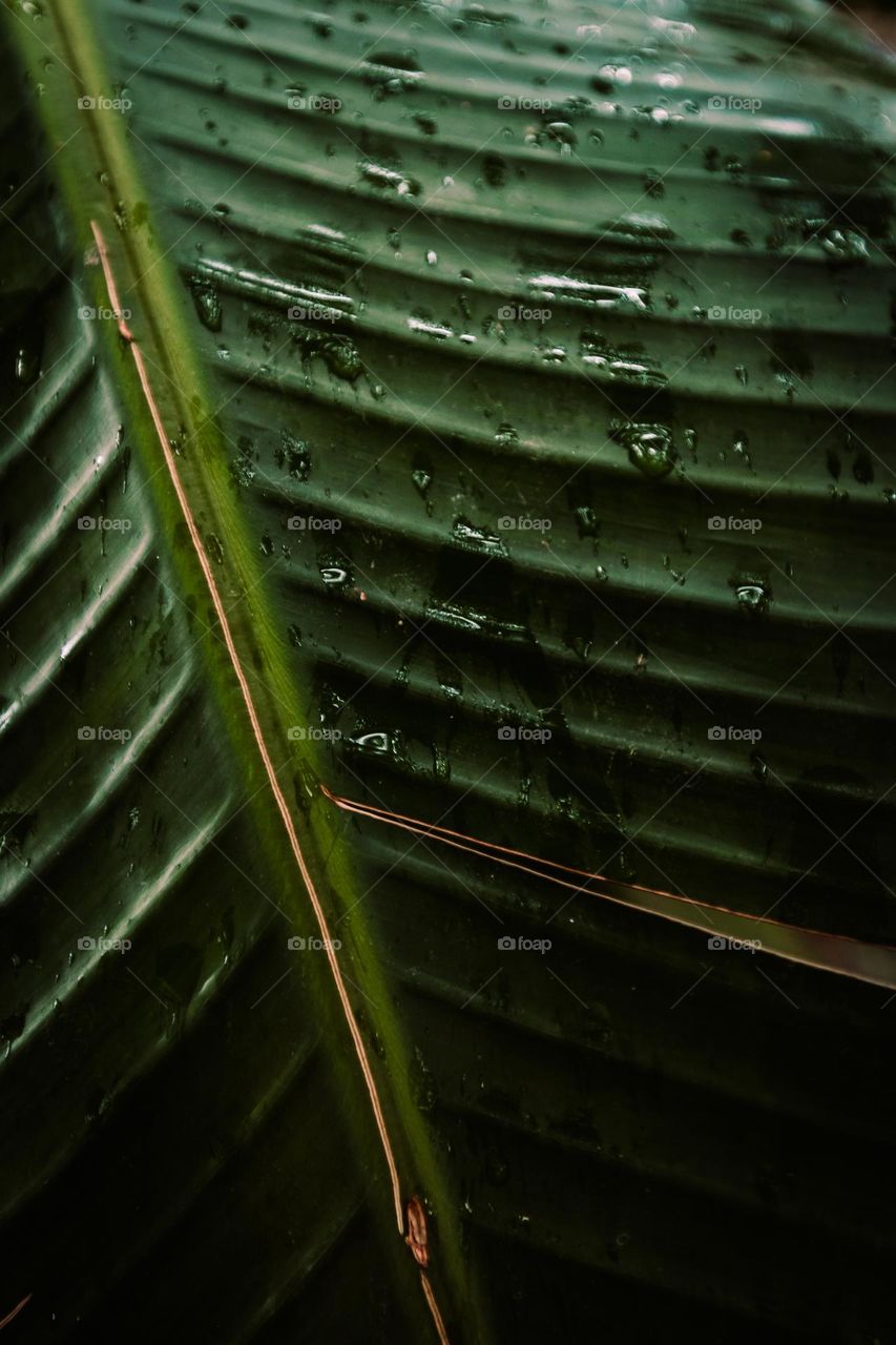 Green: Close-up tropical plant leaf wet from rain